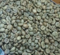High Quality Gayo arabica coffee