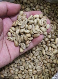 Green Coffee beans Robusta Lampung