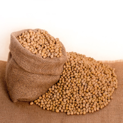 Dried GMO Soybean High Proteins for Human Consumption