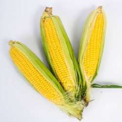 Yellow feed corn