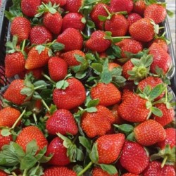 Fresh Strawberry New Crop Fresh Strawberry